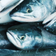 Illustration for article titled Recycling Rare Earth Metals With, Yes, Fish Sperm